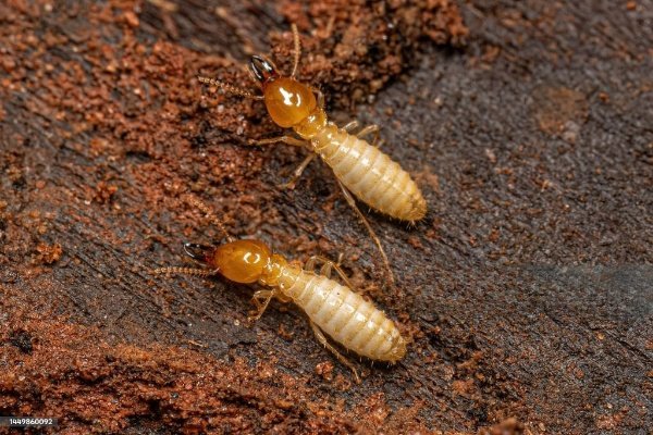 termites